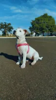 Brisa