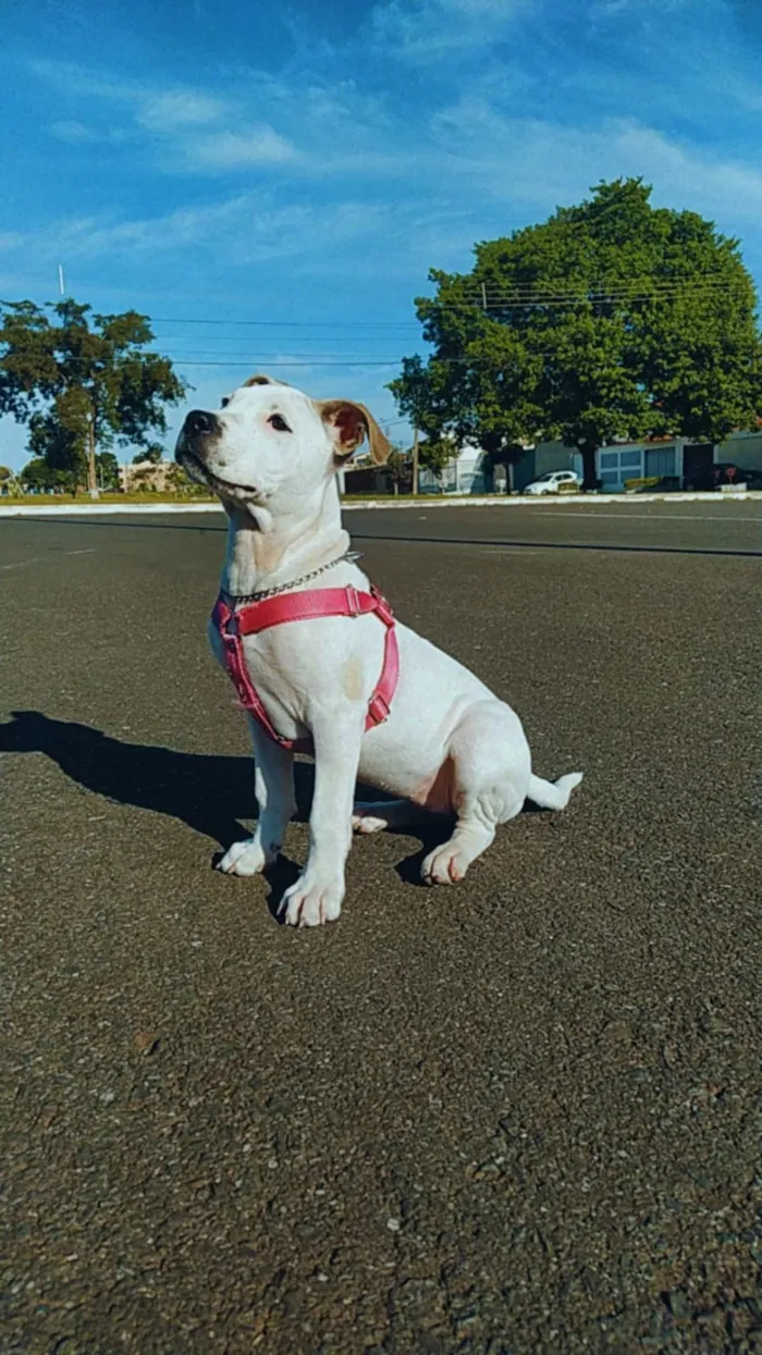 Cachorro ra a Pit Bull idade 7 a 11 meses nome Brisa