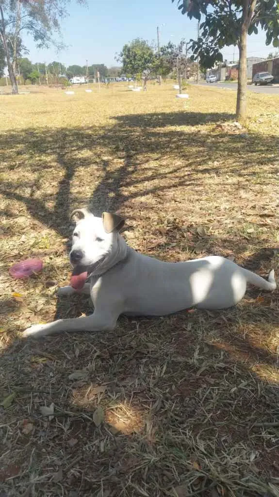 Cachorro ra a Pit Bull idade 7 a 11 meses nome Brisa