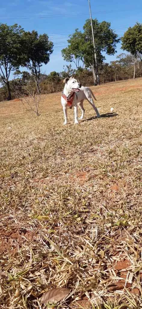 Cachorro ra a Pit Bull idade 7 a 11 meses nome Brisa