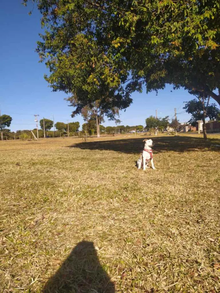 Cachorro ra a Pit Bull idade 7 a 11 meses nome Brisa