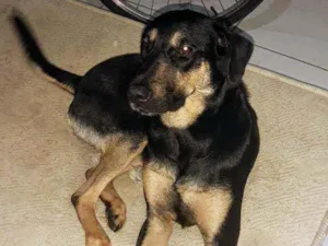 Cachorro raça Indefinida idade 1 ano nome Jujuba
