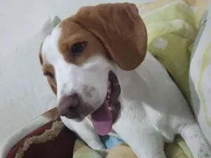 Cachorro raça Mestiço Beagle idade 2 a 6 meses nome Sem Nome