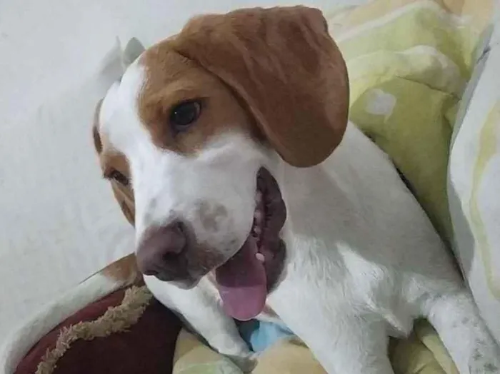 Cachorro ra a Mestiço Beagle idade 2 a 6 meses nome Sem Nome