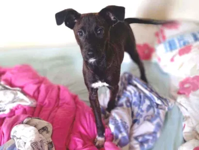 Cachorro raça Não sei idade 7 a 11 meses nome Malu