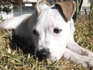 Cachorro raça Pit Bull idade 7 a 11 meses nome Brisa