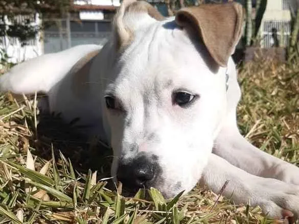 Cachorro ra a Pit Bull idade 7 a 11 meses nome Brisa