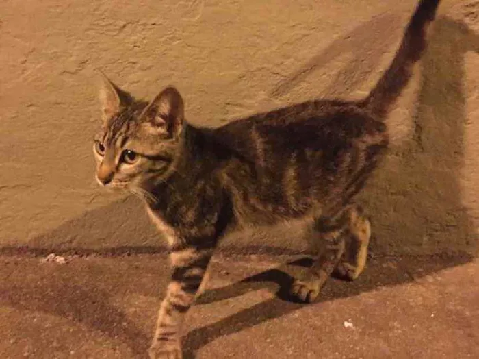 Gato raça Sem raça definida  idade 2 a 6 meses nome Não há nome ainda 