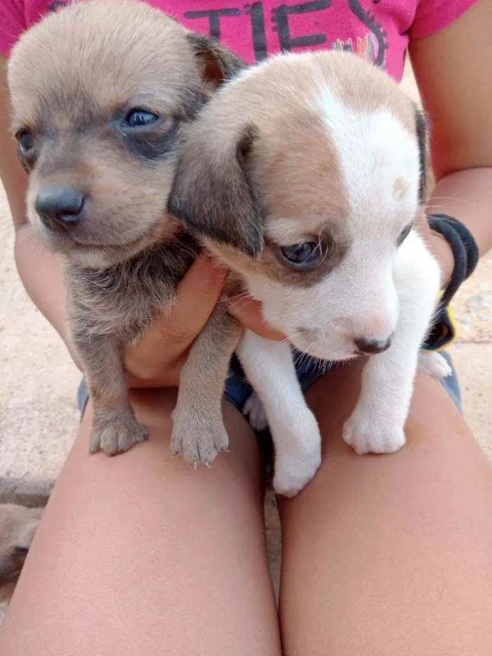 Cachorro raça Vira lata idade Abaixo de 2 meses nome Sem nome
