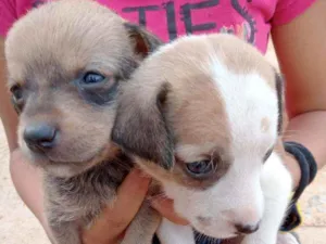 Cachorro raça Vira lata idade Abaixo de 2 meses nome Sem nome