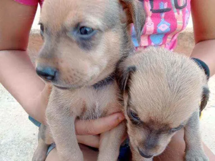 Cachorro raça Vira lata idade Abaixo de 2 meses nome Sem nome