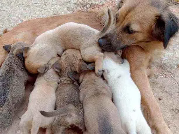 Cachorro raça Vira lata idade Abaixo de 2 meses nome Sem nome