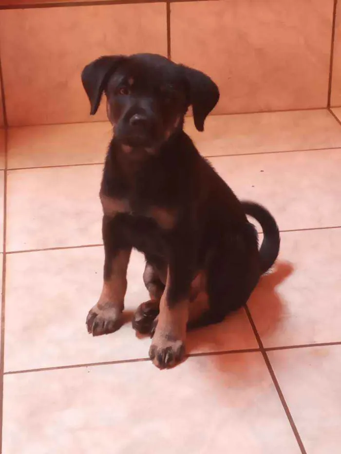 Cachorro raça Basse com vira lata idade 2 a 6 meses nome Max