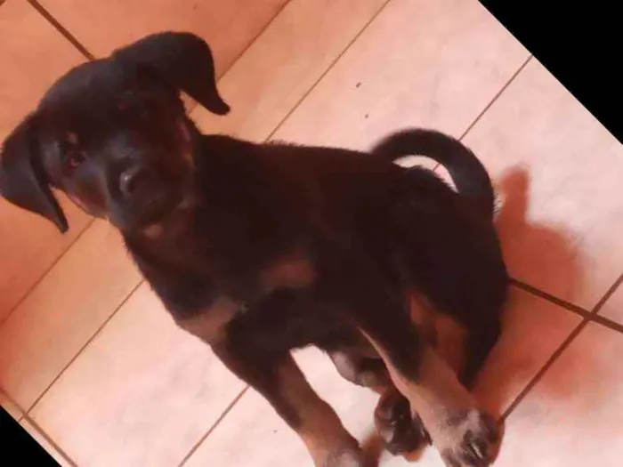 Cachorro raça Basse com vira lata idade 2 a 6 meses nome Max