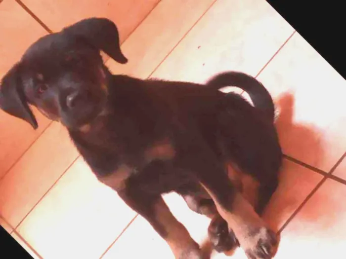 Cachorro raça Basse com vira lata idade 2 a 6 meses nome Max
