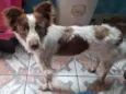 Cachorro raça Mestiça  idade 2 anos nome Pietra 