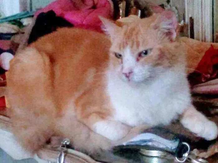 Gato ra a SRD idade 2 anos nome Nikolau