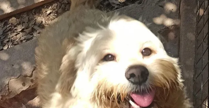 Cachorro raça LABRADOR idade 1 ano nome GEORGE