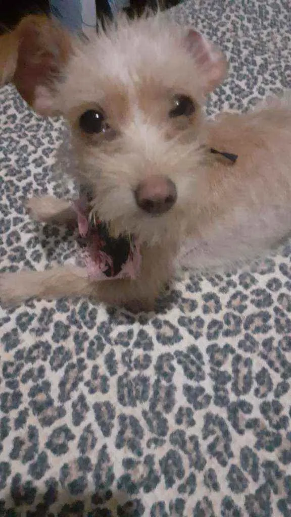 Cachorro ra a SRD idade 2 a 6 meses nome Sem NOME