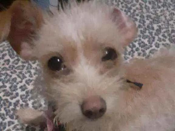 Cachorro ra a SRD idade 2 a 6 meses nome Sem NOME