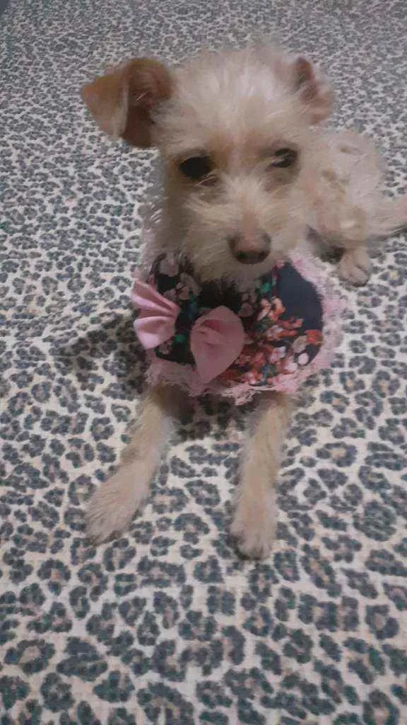 Cachorro ra a SRD idade 2 a 6 meses nome Sem NOME