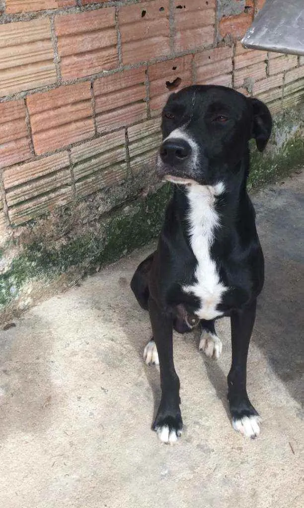 Cachorro raça Mestiço idade 2 anos nome Thor