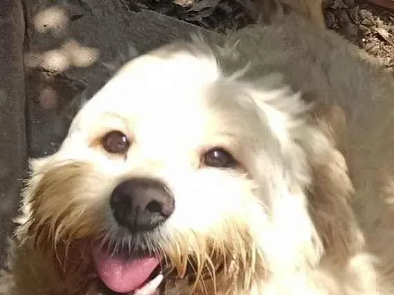 Cachorro raça LABRADOR idade 1 ano nome GEORGE