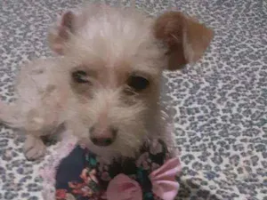 Cachorro raça SRD idade 2 a 6 meses nome Sem NOME