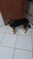 Malu