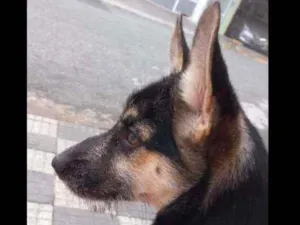 Cachorro raça Srd idade 2 a 6 meses nome Gaia 