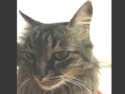 Gato raça Malhado  idade 3 anos nome Tereza