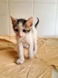 Oliver