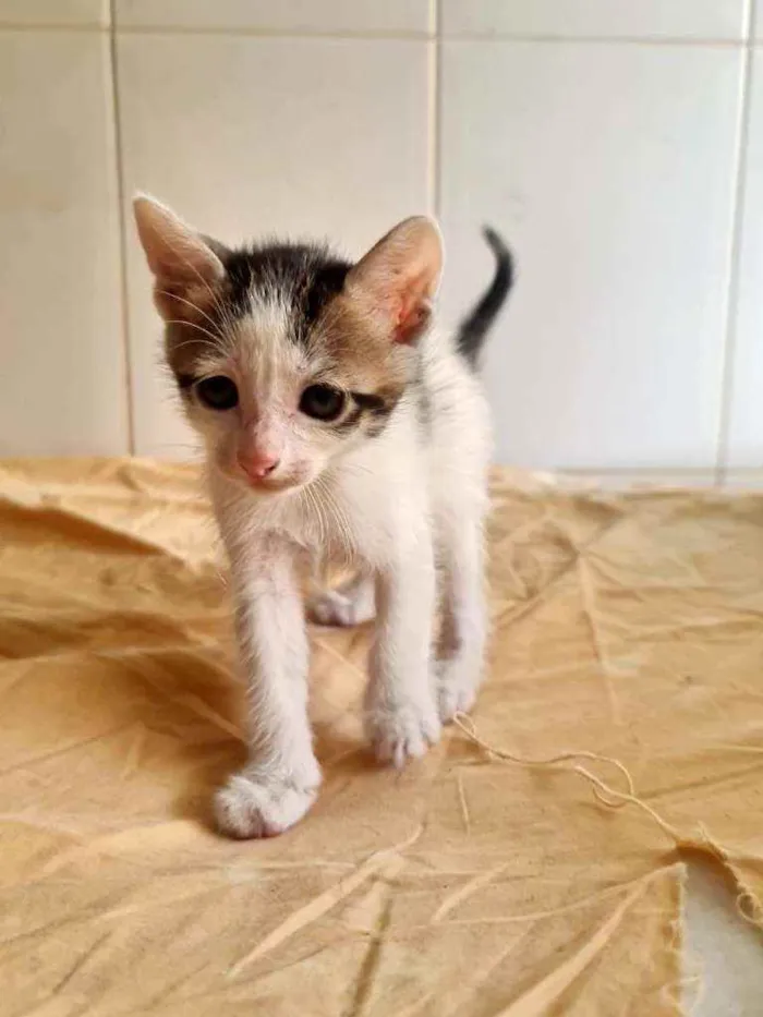 Gato ra a SRD idade Abaixo de 2 meses nome Oliver