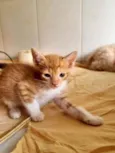 Ravi