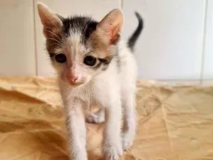 Gato raça SRD idade Abaixo de 2 meses nome Oliver