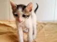 Oliver