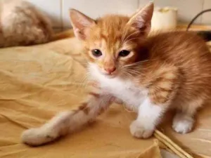 Gato raça SRD idade Abaixo de 2 meses nome Ravi