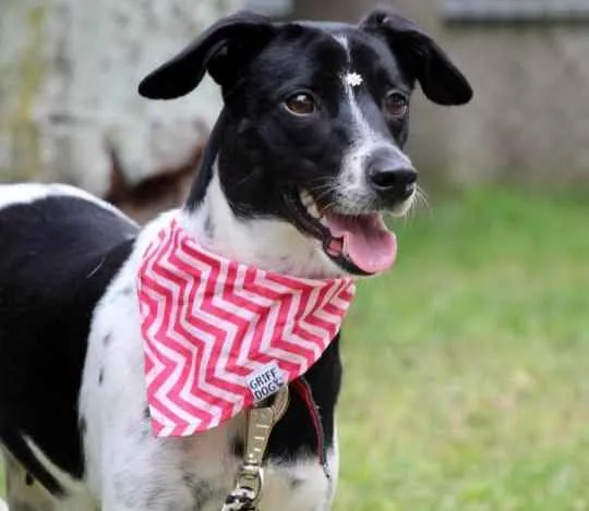 Cachorro raça SRD  idade 1 ano nome Pipoca 