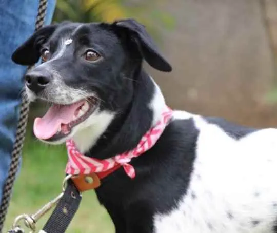 Cachorro raça SRD  idade 1 ano nome Pipoca 