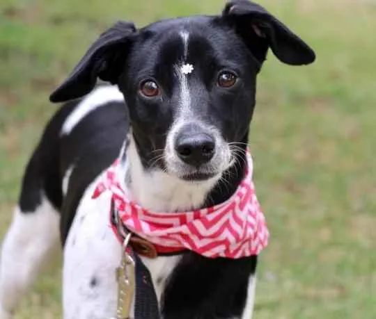 Cachorro raça SRD  idade 1 ano nome Pipoca 