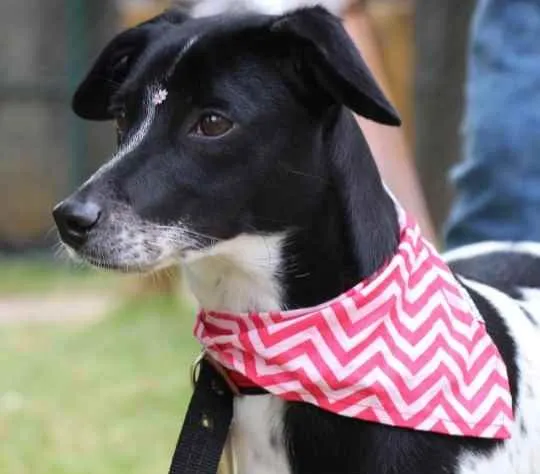 Cachorro raça SRD  idade 1 ano nome Pipoca 