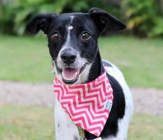 Cachorro raça SRD  idade 1 ano nome Pipoca 