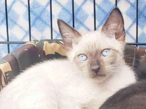 Gato raça Srd idade  nome Olavinho