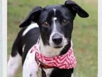 Cachorro raça SRD  idade 1 ano nome Pipoca 