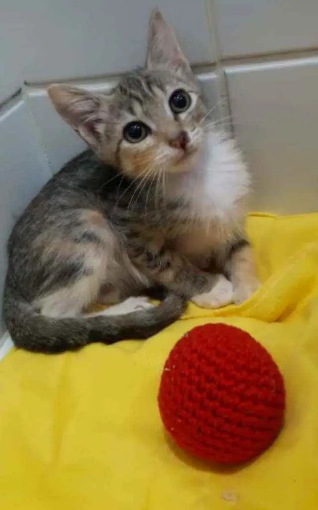 Gato ra a Srd idade 2 a 6 meses nome Paty
