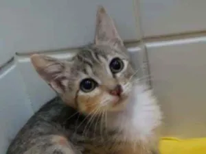 Gato raça Srd idade 2 a 6 meses nome Paty