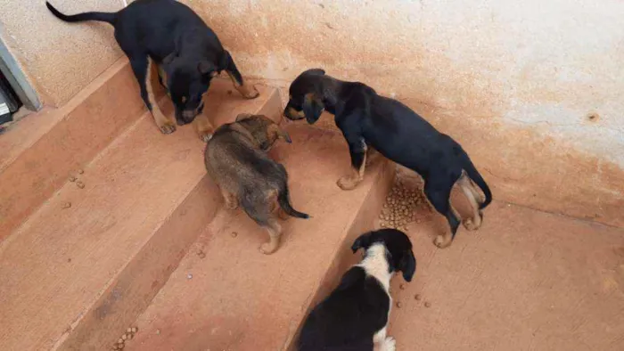 Cachorro ra a Raça não definida idade 2 a 6 meses nome Bob, Spike, Luna,Lai