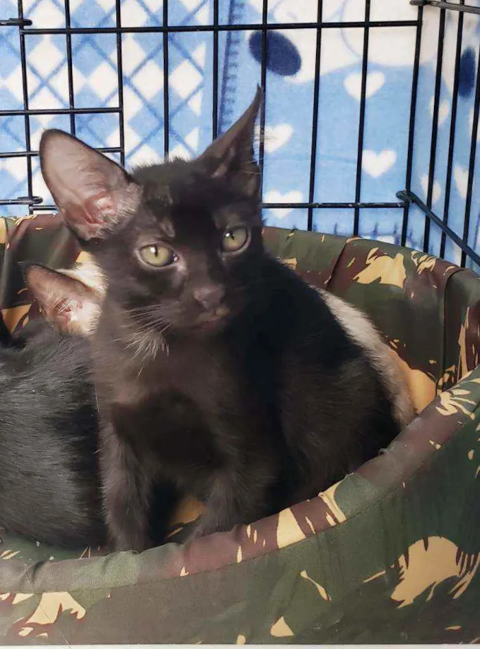 Gato raça Srd idade 2 a 6 meses nome Oscar