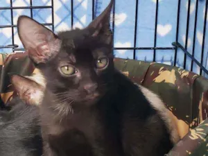 Gato raça Srd idade 2 a 6 meses nome Oscar