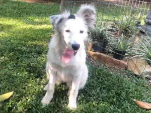 Cachorro raça Mestiça Border Collie idade 7 a 11 meses nome Nina